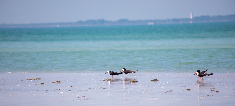 birds on beach during daytime