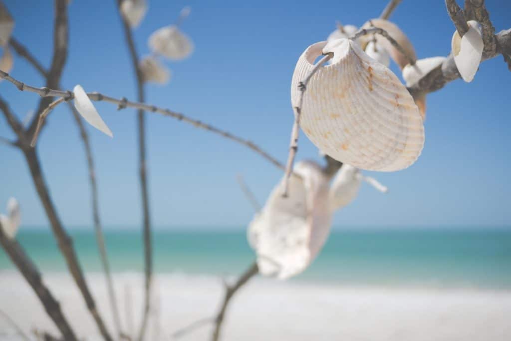 closeup photo of shell on a random beach