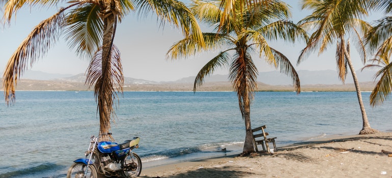 Palm trees on the beach 