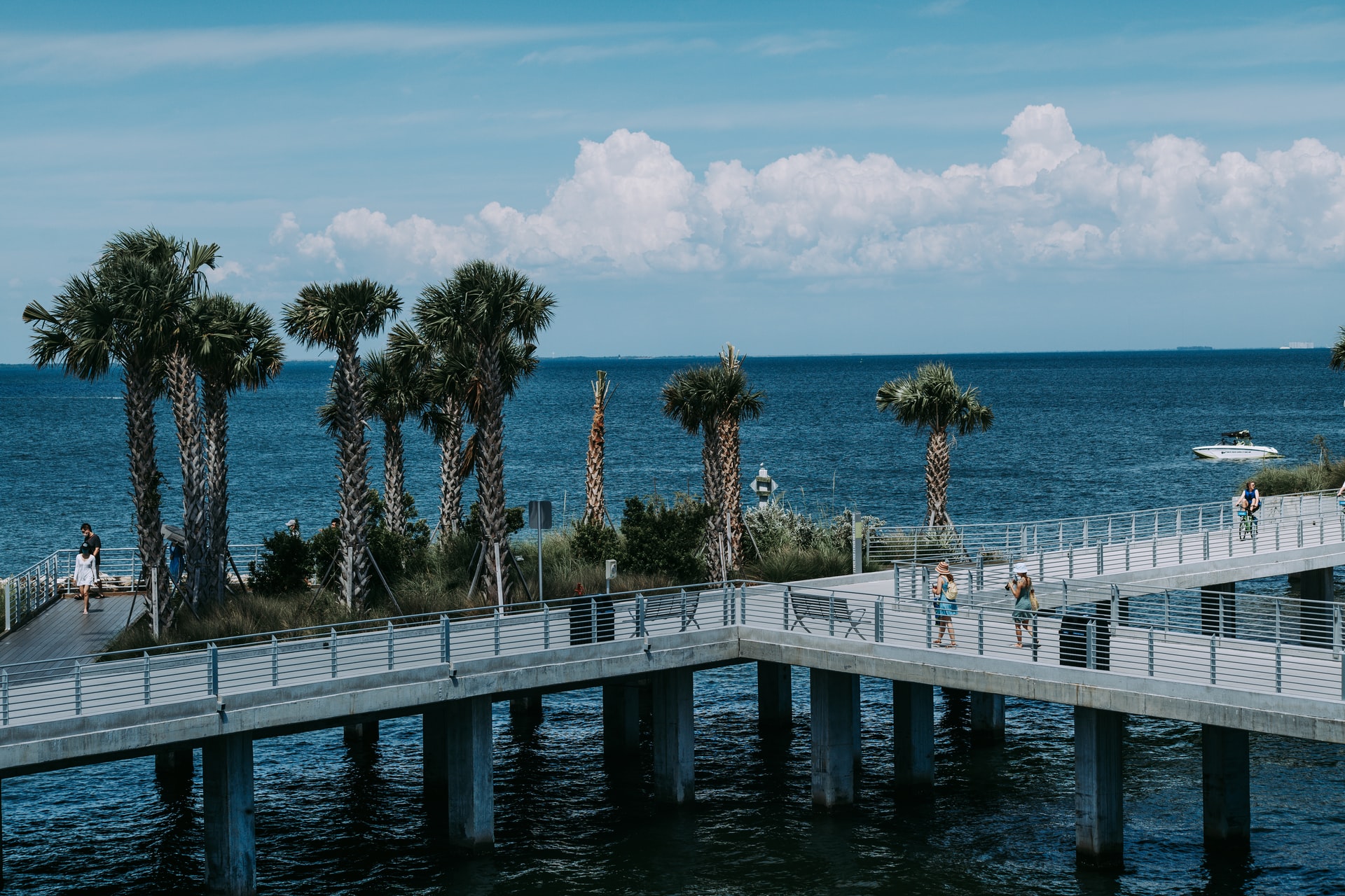 A person looking at palm trees after reading the Pinellas County relocation guide