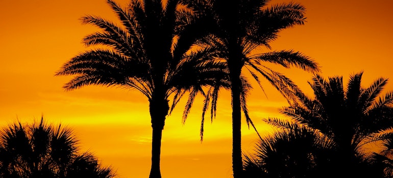 Silhouette of two palm trees at sunset;
