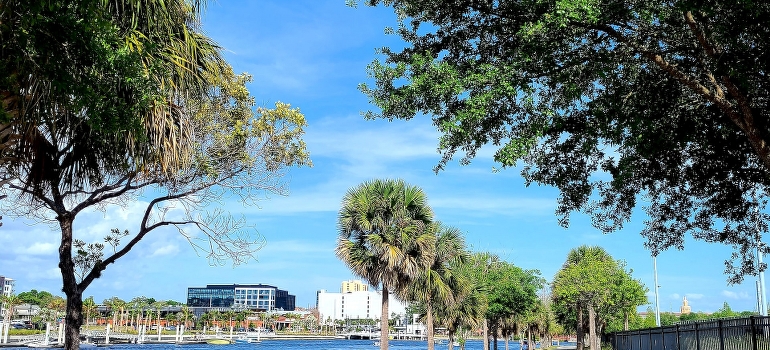 Green trees near the water