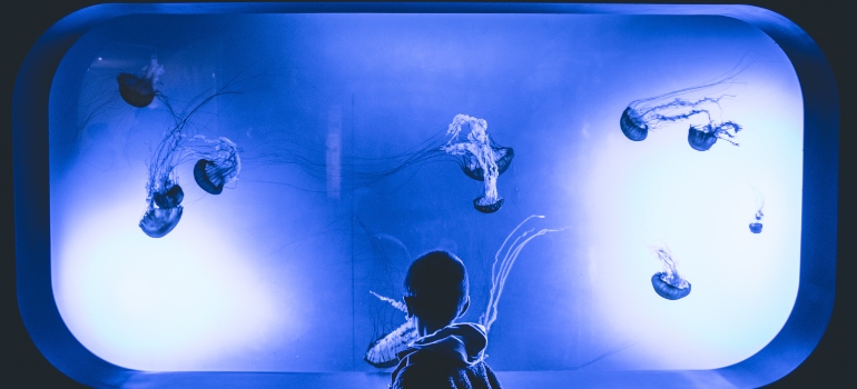 Boy standing in front of a jelly fish aquarium