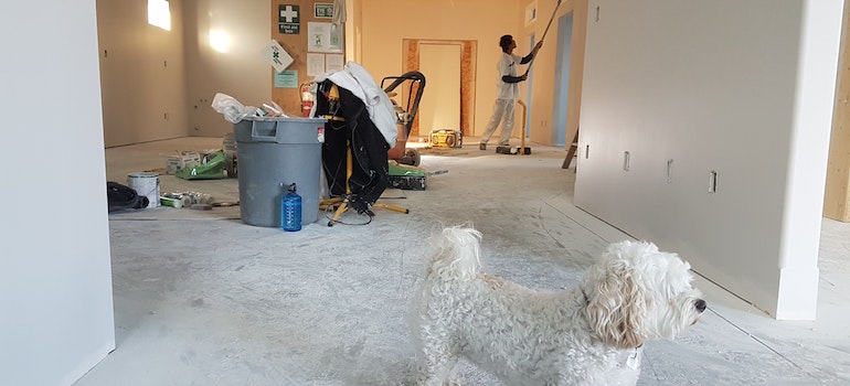 A dog in a house that's undergoing renovations.