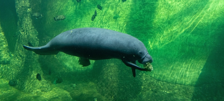 Manatee in a lake