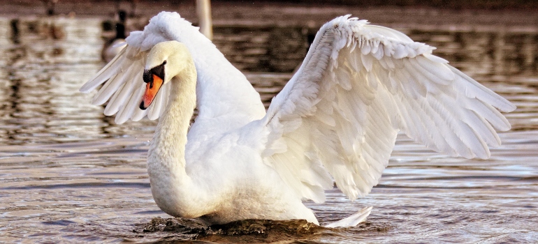 a swan on lake