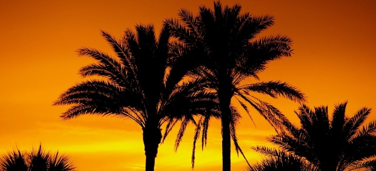 Palms during sunset in one of the best suburbs in Tampa area to watch for in 2023