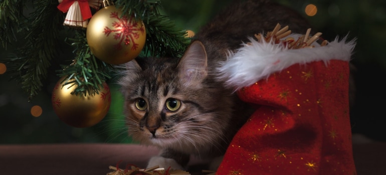 The cat under the Christmas tree