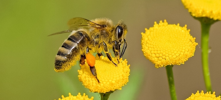 A bee sucking pollen