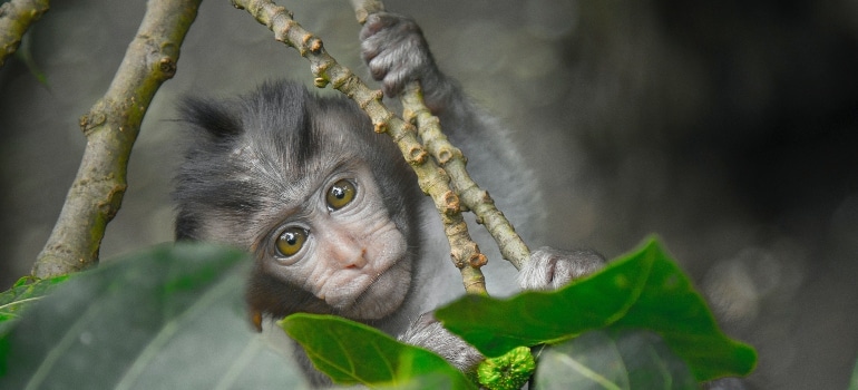 Primate on a branch