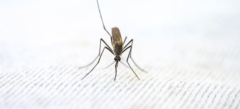 Mosquito on a white surface