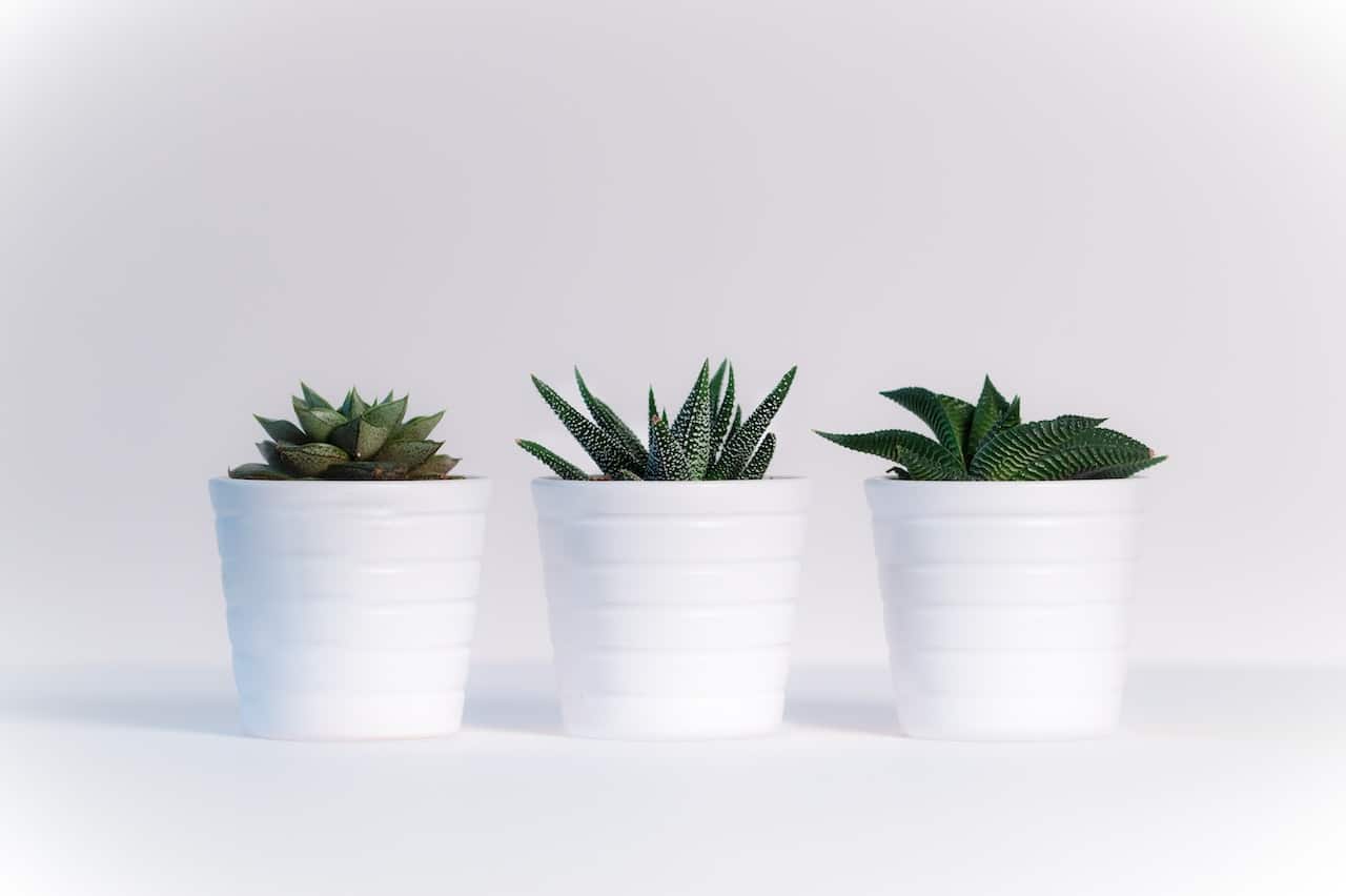 Potted plants ready to pack them for moving