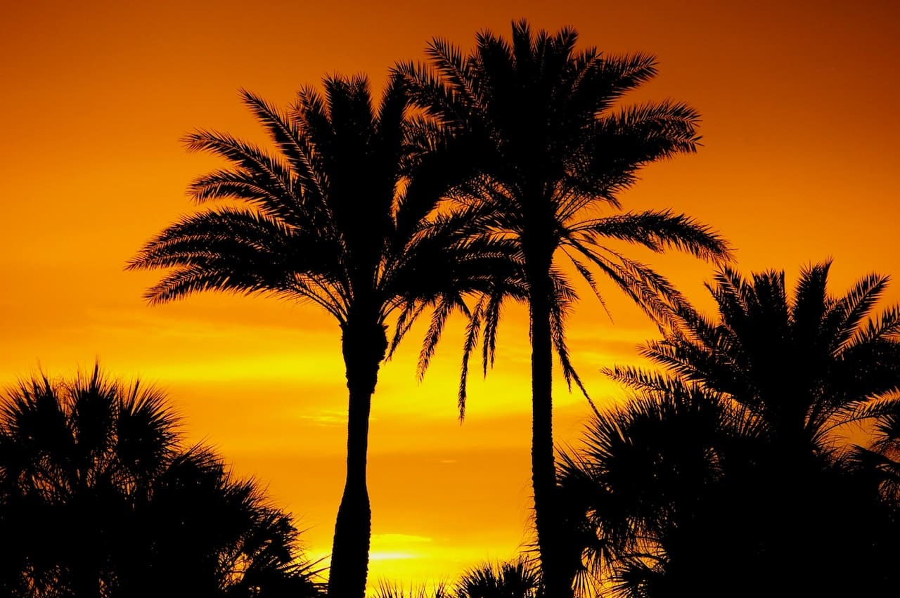 Palm treets in Florida.