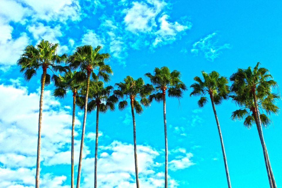 palm trees in Florida