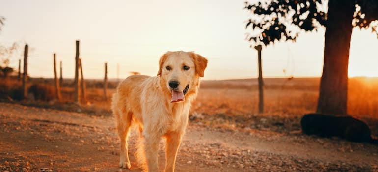 Photo of Golden Retriever