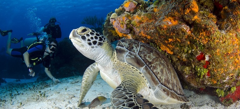a sea turtle 