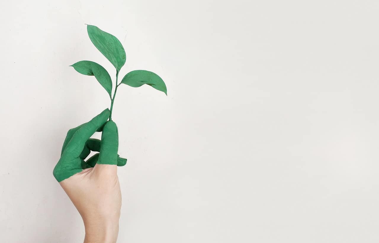 someone holding a plant