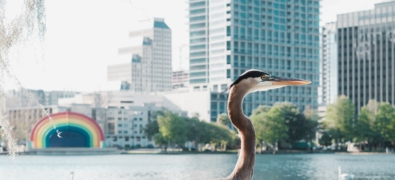 a heron in Orlando