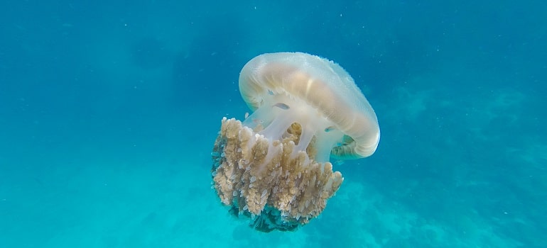 a jelly fish