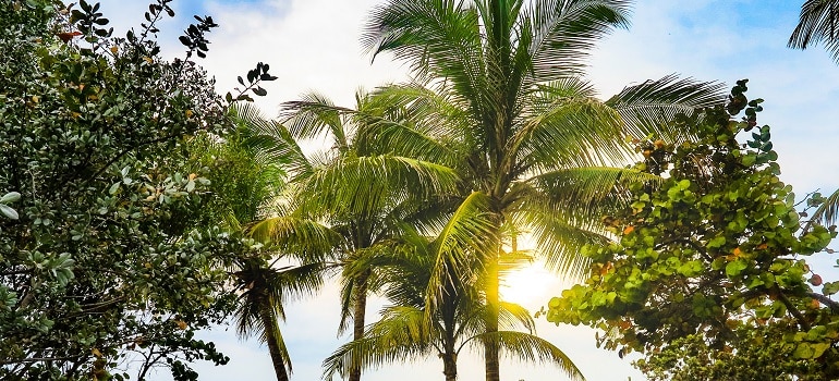 lovely palm trees in Ocoee 