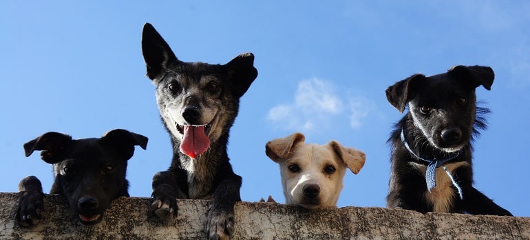 happy dogs