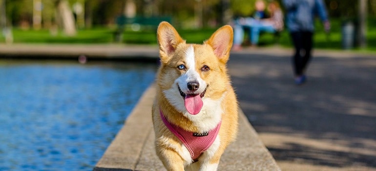 corgi of a someone who's moving from Clearwater to Largo with pets